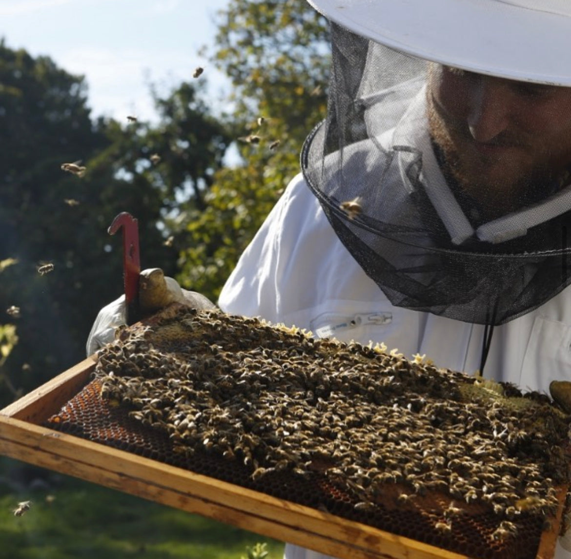 Imkerfoto mit Benedikt und einer Wabe besetzt mit Bienen