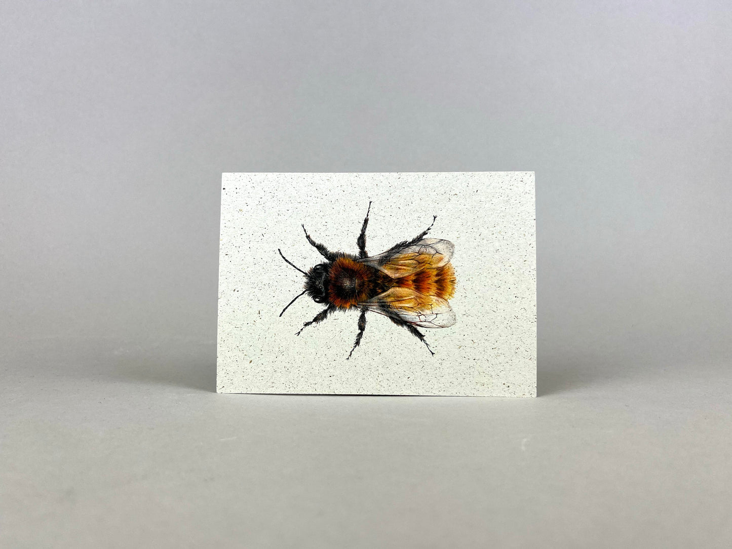 Graspapier Postkarte | Mauerbiene