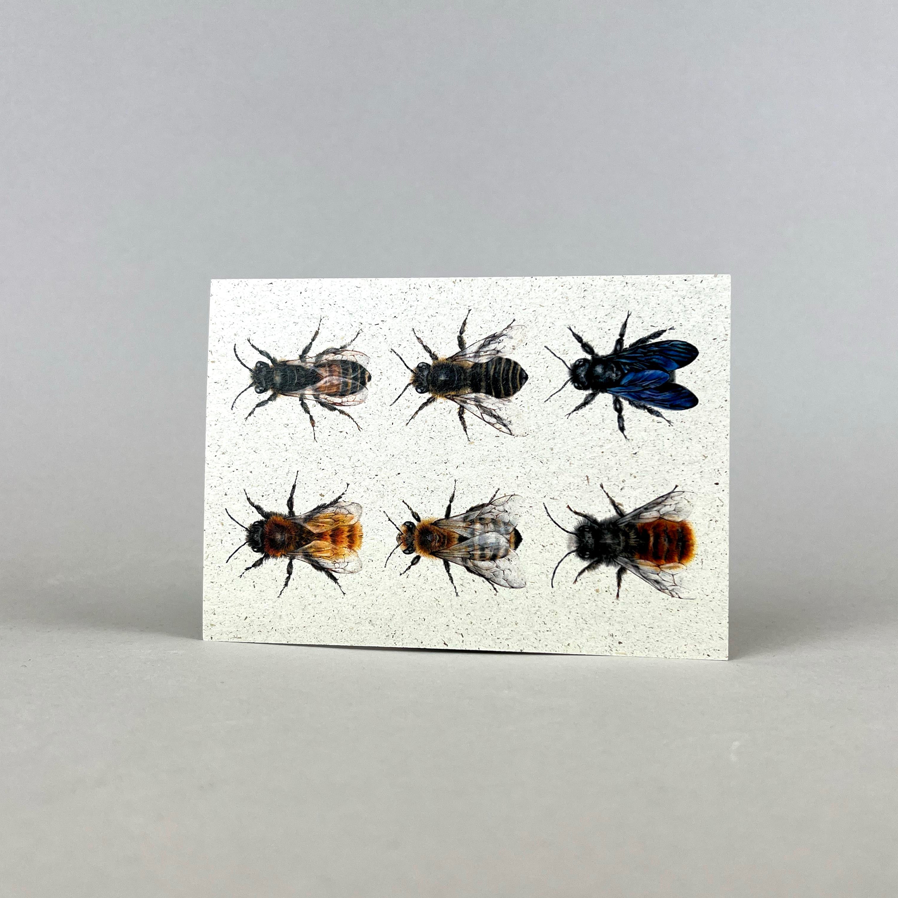 Graspapier Postkarte | Bienensammlung