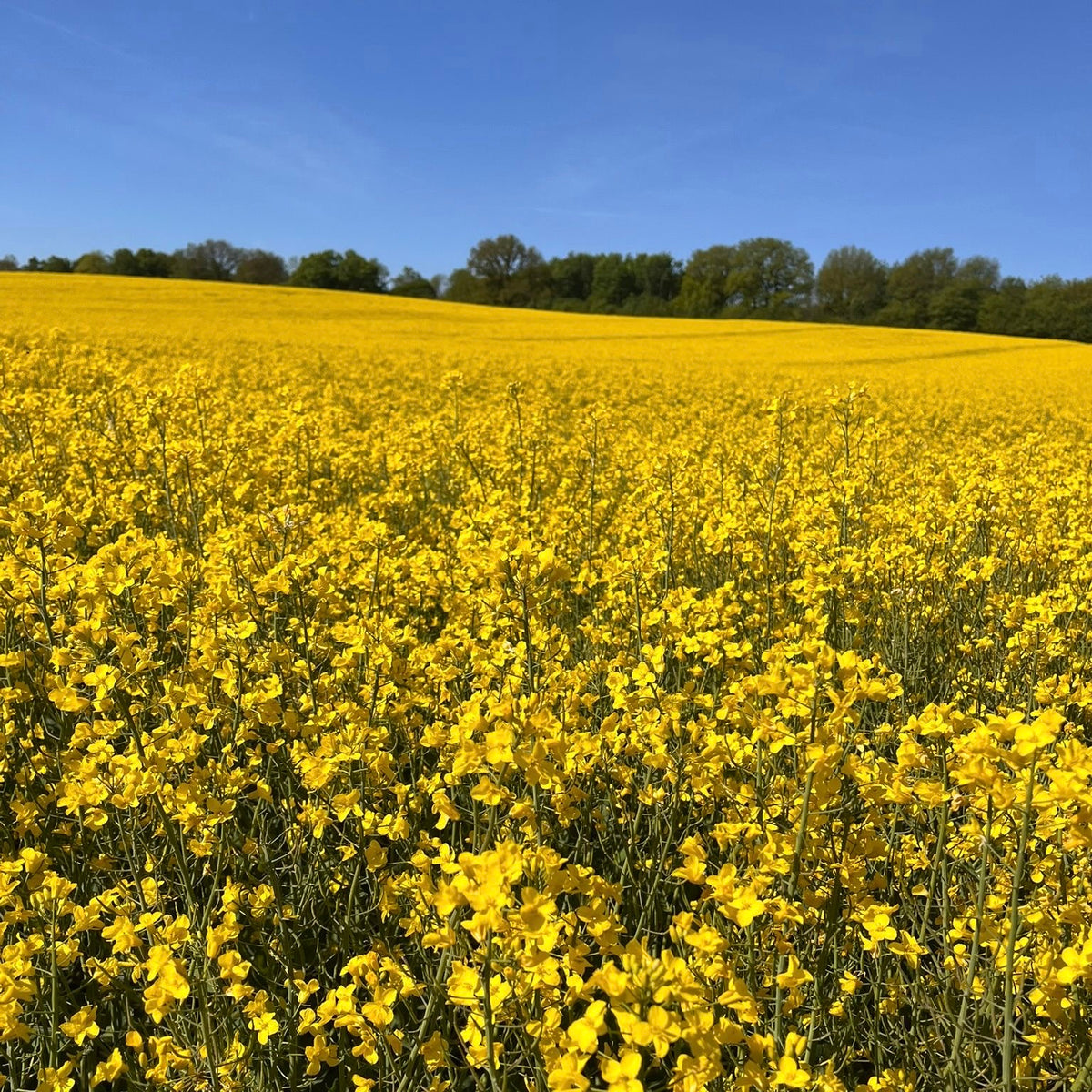 Rapsfeld mit weiter Sicht und am Ende des Feldes stehen Bäume