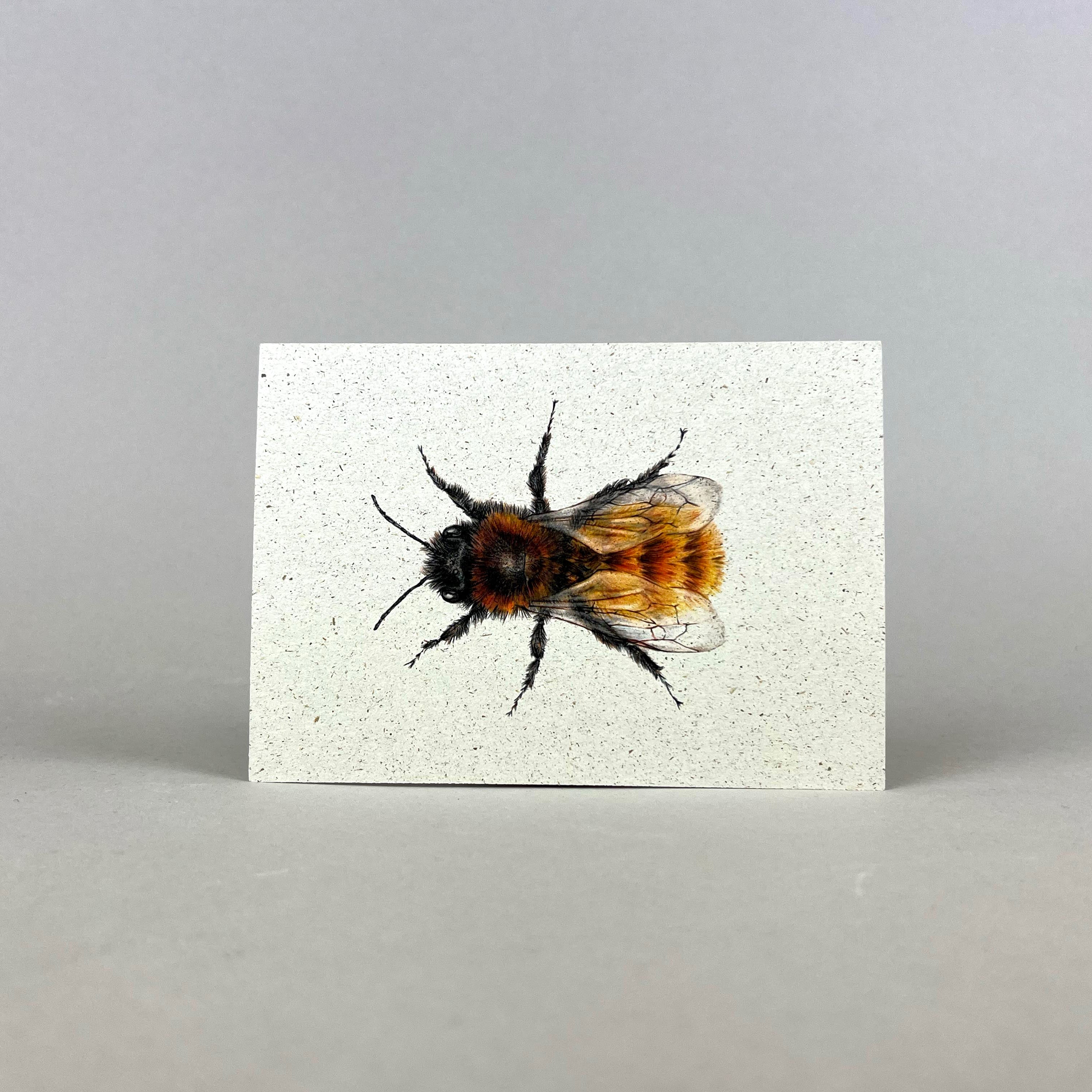 Graspapier Postkarte | Mauerbiene