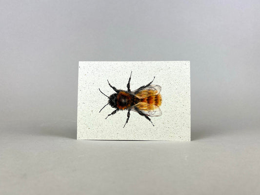 Graspapier Postkarte | Mauerbiene