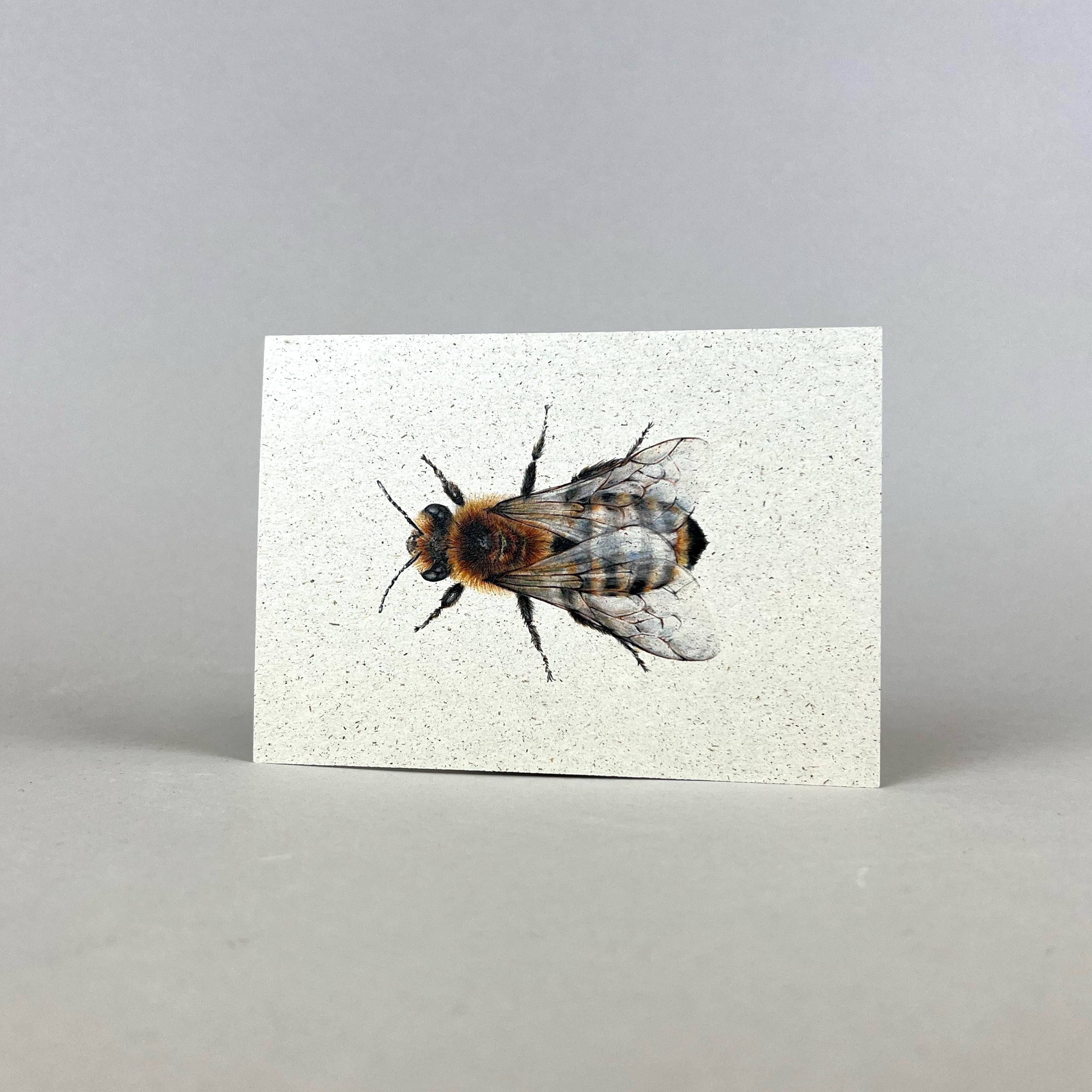 Graspapier Postkarte | Honigbiene