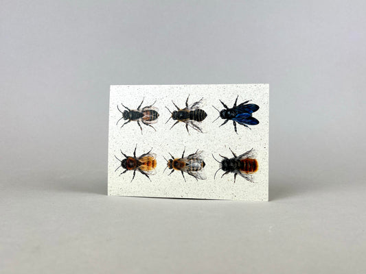 Graspapier Postkarte | Bienensammlung