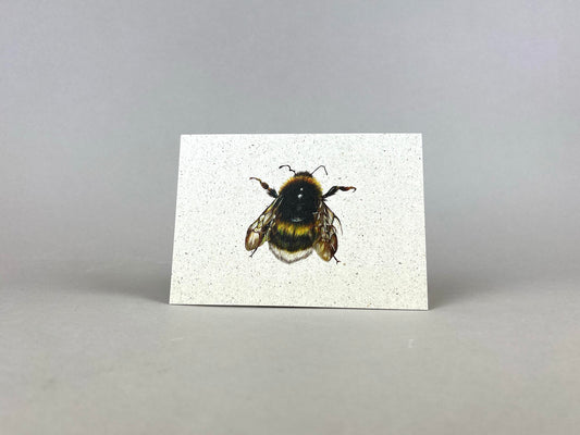 Graspapier Postkarte | Hummel 1