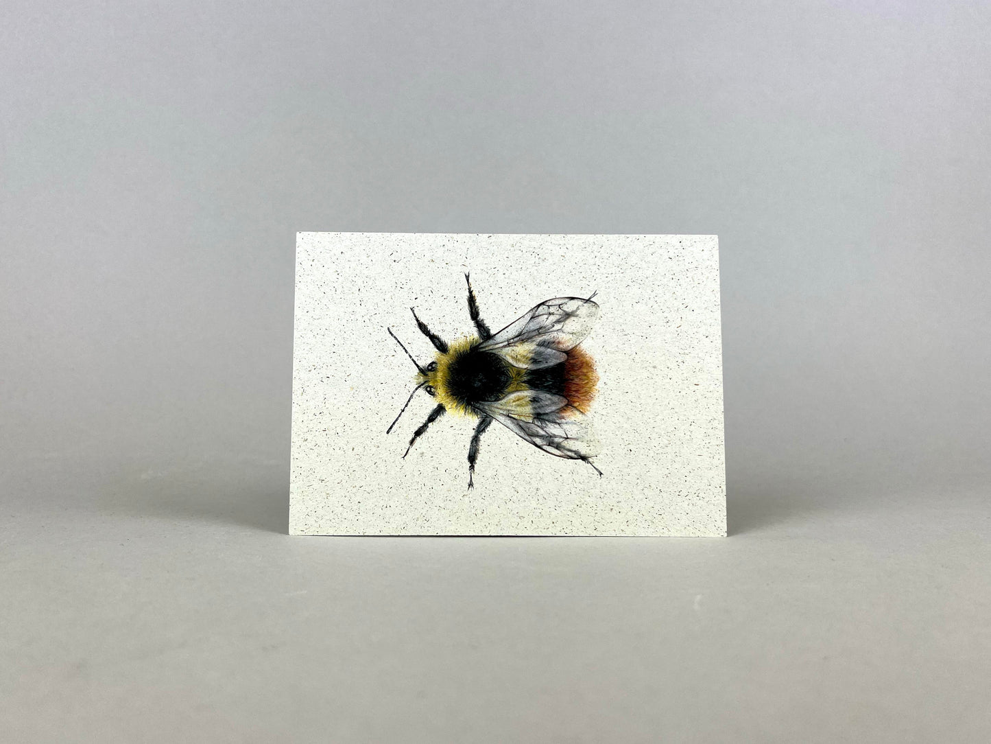 Graspapier Postkarte | Hummel 2