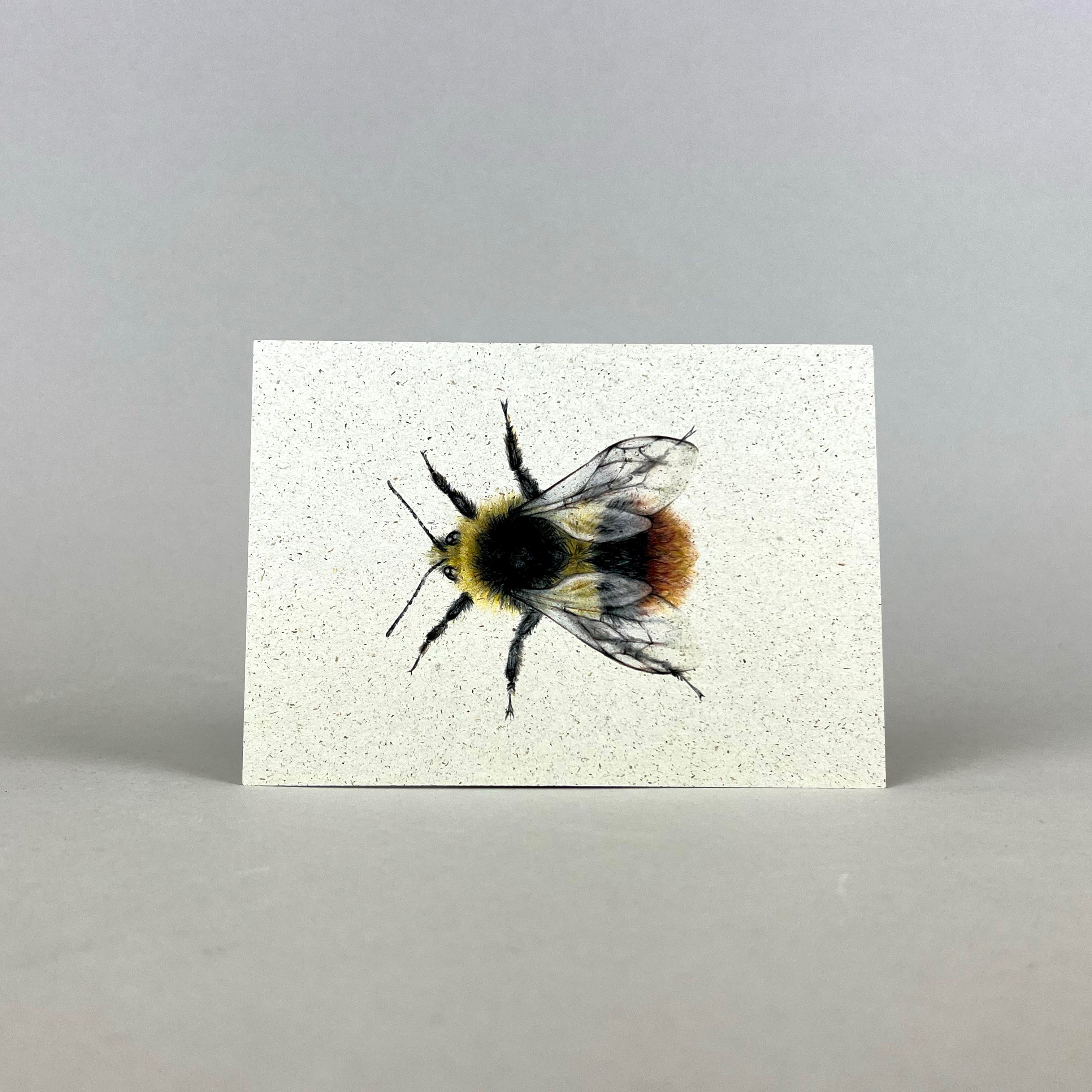 Graspapier Postkarte | Hummel 2