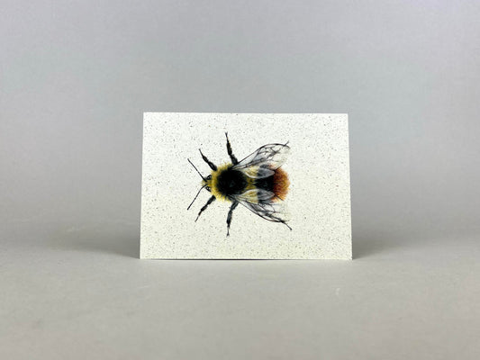 Graspapier Postkarte | Hummel 2